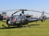 gazelle-011