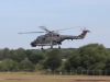 lynx-001