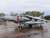 harrier-004