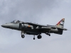 harrier-009