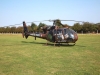 gazelle-001