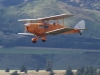 fox-moth-002