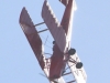 tiger-moth-003