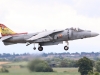 harrier-004